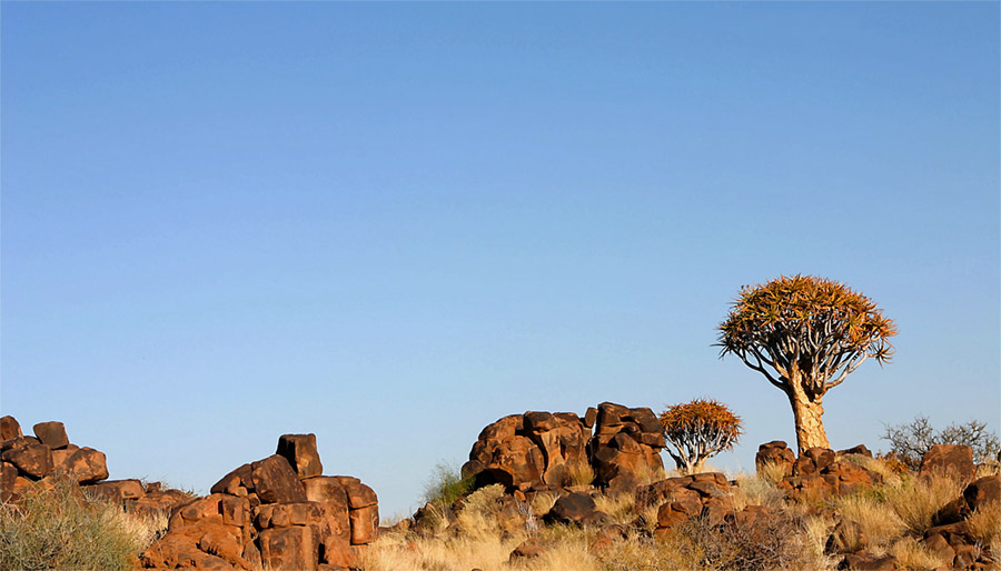 Köcherbäume bei Keetmanshoop