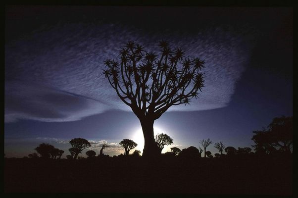 Köcherbäume einmal anders ...