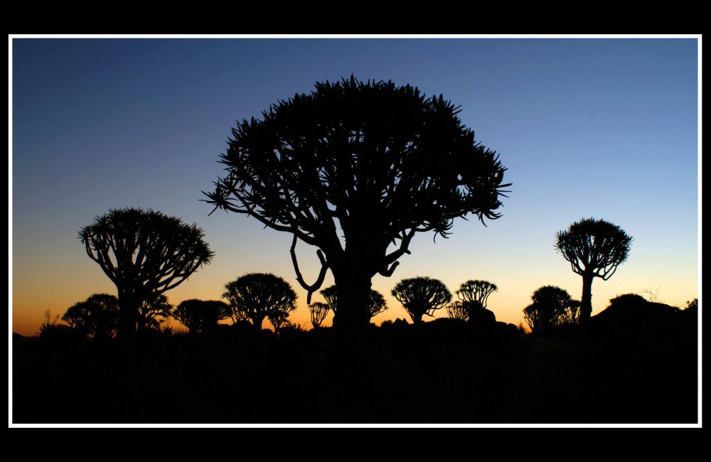 Köcherbäume im Abendlicht