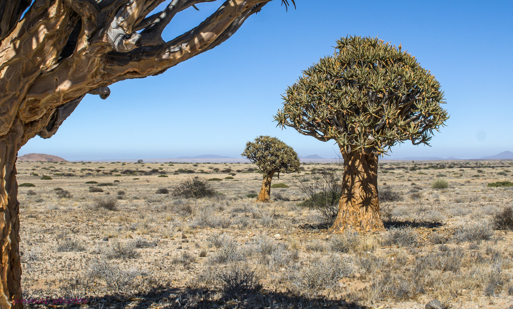 Köcherbäume im Damaraland.