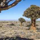 Köcherbäume im Damaraland.