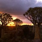 Köcherbäume im Süden von Namibia