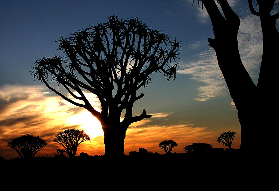 Köcherbäume in der Abendsonne von Christoph Aeschlimann