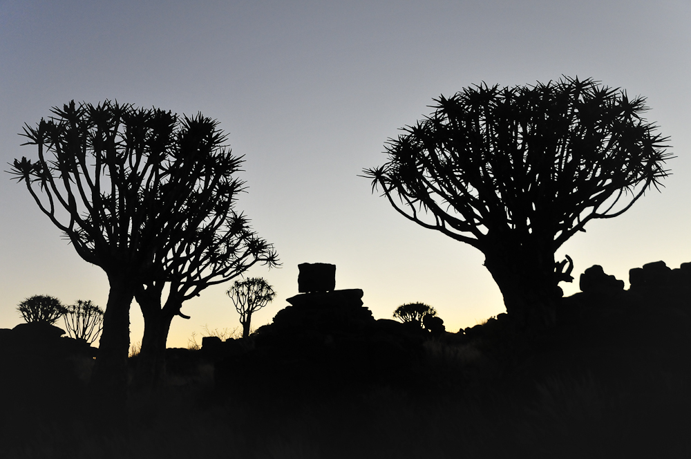 Köcherbäume in der Kalahari. Namibia 2011