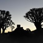 Köcherbäume in der Kalahari. Namibia 2011