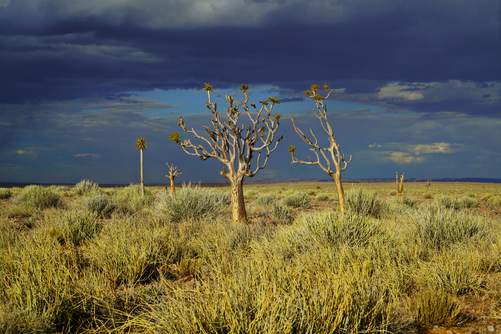 Köcherbäume in Namibia