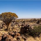 Köcherbäume in Namibia