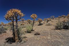 Köcherbäume nördlich von Clanwilliam in Südafrika 2