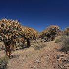 Köcherbäume nördlich von Clanwilliam in Südafrika 5