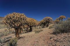 Köcherbäume nördlich von Clanwilliam in Südafrika 5
