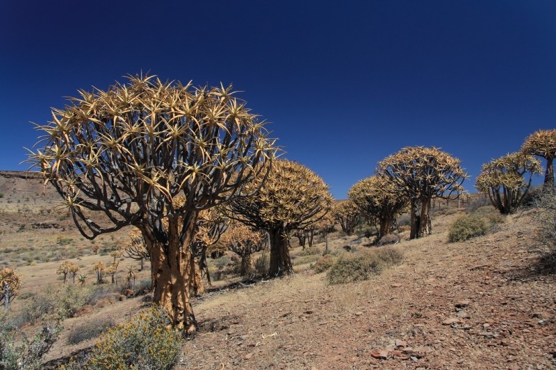 Köcherbäume nördlich von Clanwilliam in Südafrika 6