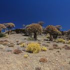 Köcherbäume nördlich von Clanwilliam in Südafrika 7