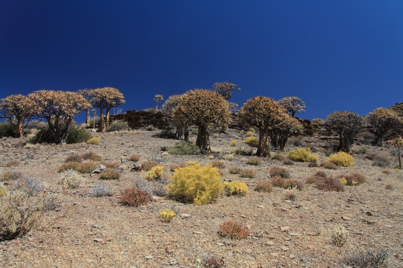 Köcherbäume nördlich von Clanwilliam in Südafrika 7