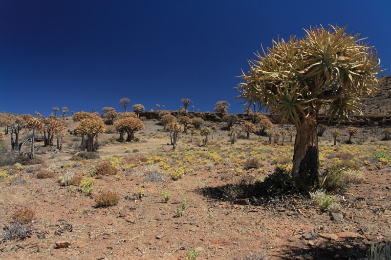 Köcherbäume nördlich von Clanwilliam in Südafrika 8