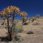 Köcherbäume nördlich von Clanwilliam in Südafrika