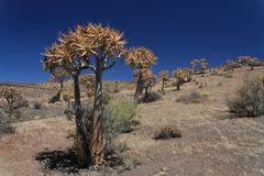 Köcherbäume nördlich von Clanwilliam in Südafrika