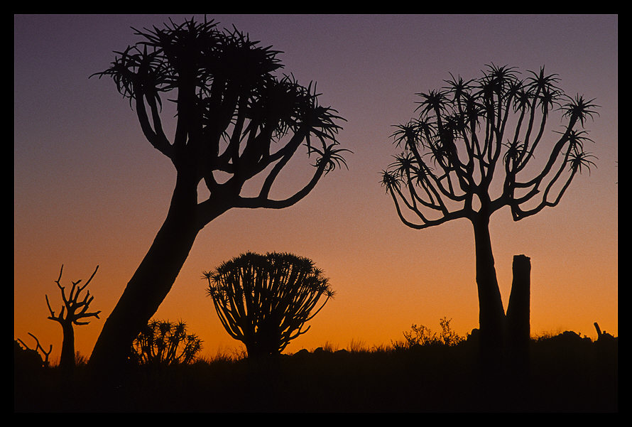 Köcherbäume, Südafrika, jetzt mit schwarzem Rahmen