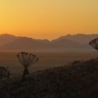 Köcherbaüme im Sonnenuntergang - sunset quiver trees