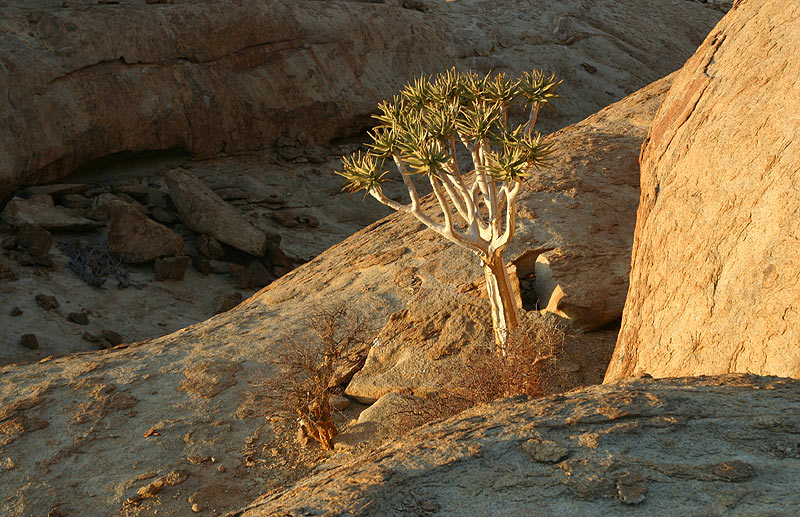 Köcherbaum (aloe dichotoma) - Bloedkoppje