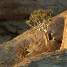 Köcherbaum (aloe dichotoma) - Bloedkoppje