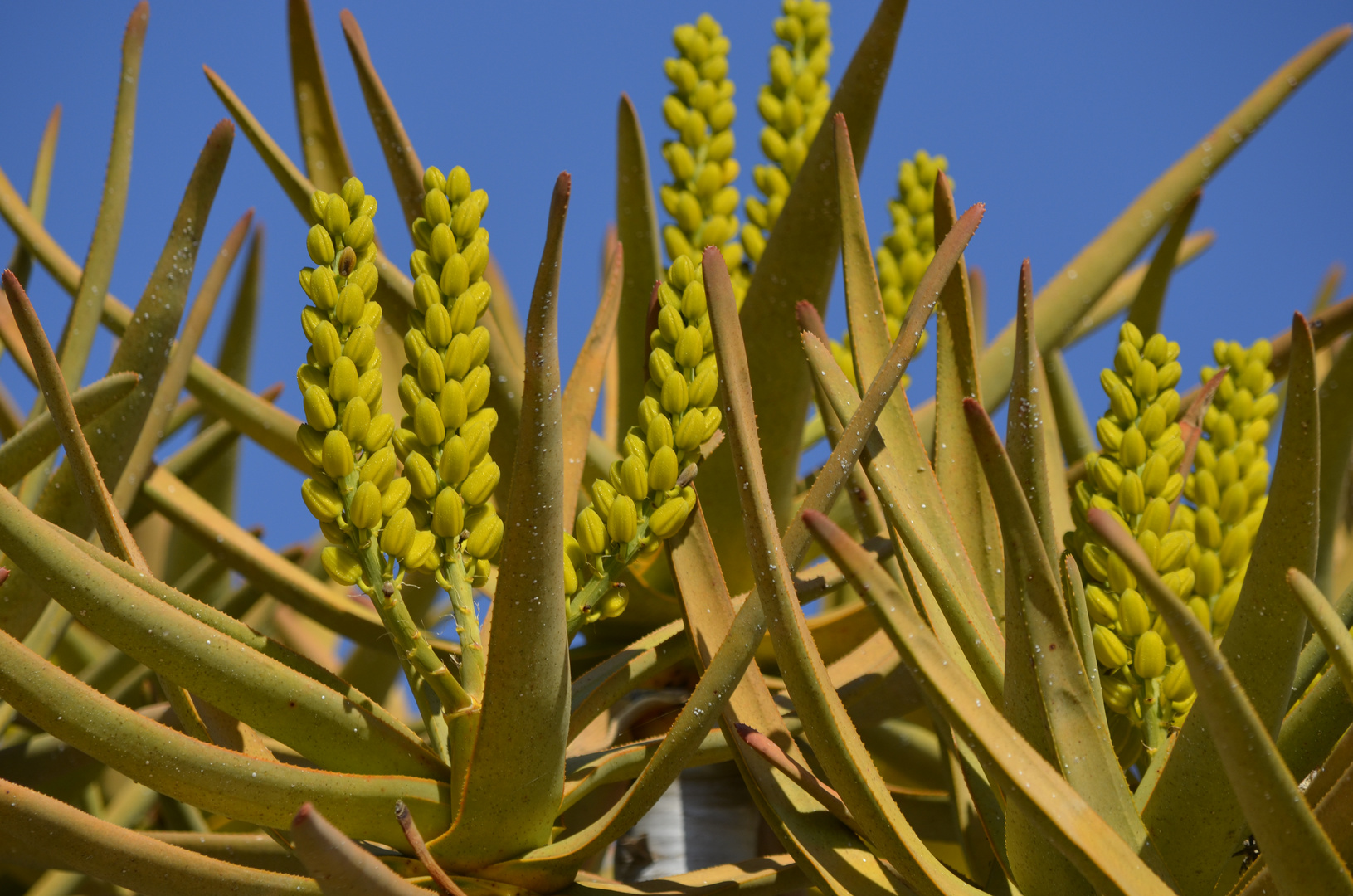 Köcherbaum (Aloe dichotoma) in der Blüte