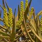 Köcherbaum (Aloe dichotoma) in der Blüte