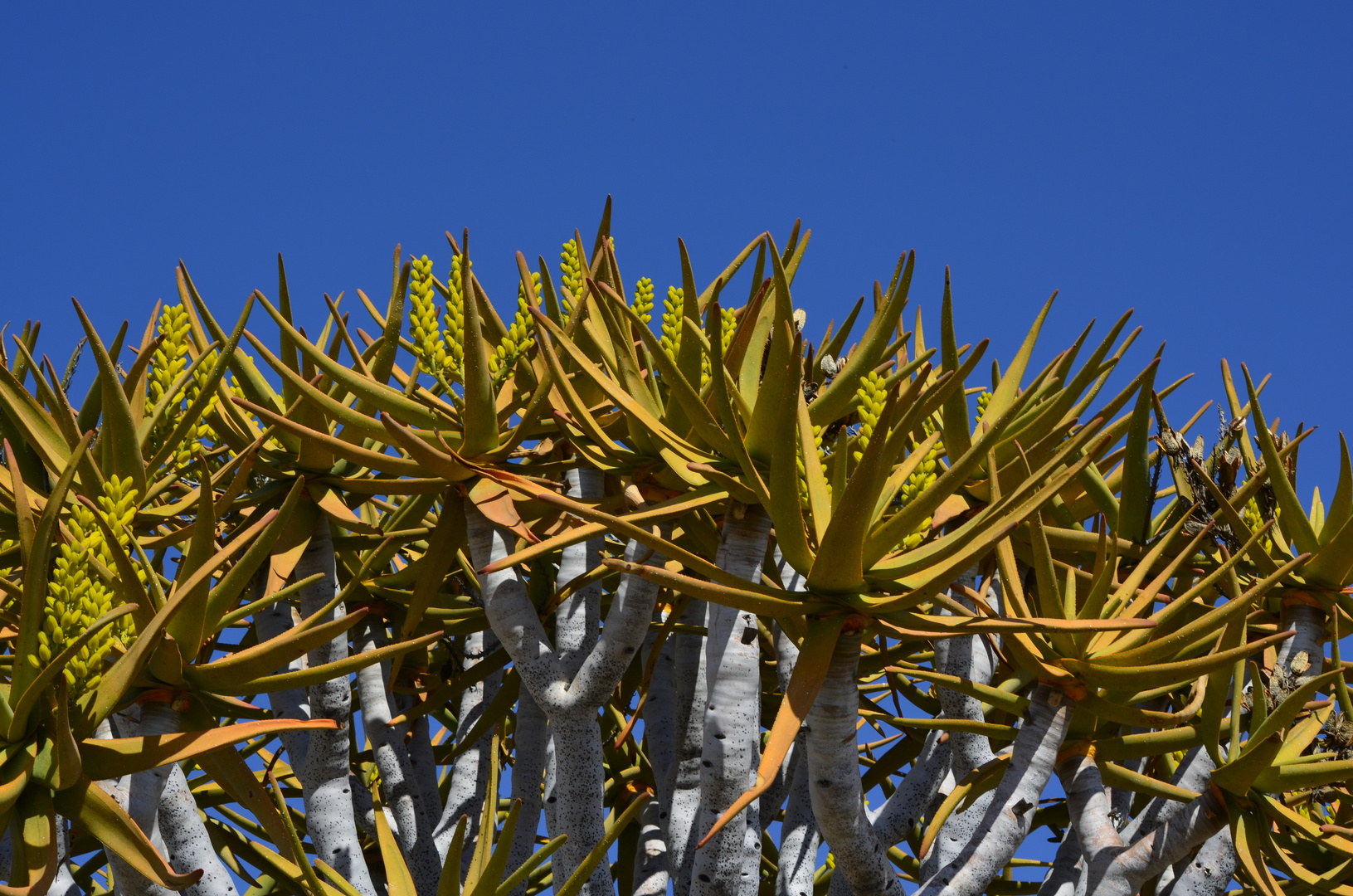 Köcherbaum (Aloe dichotoma) in der Blüte