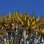 Köcherbaum (Aloe dichotoma) in der Blüte