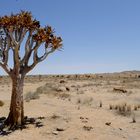 Köcherbaum am Rand des Namib-/Naukluft-Parks