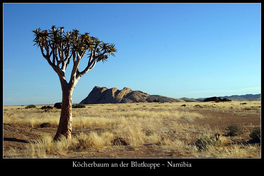 Köcherbaum an der Blutkuppe