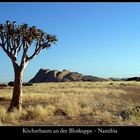 Köcherbaum an der Blutkuppe