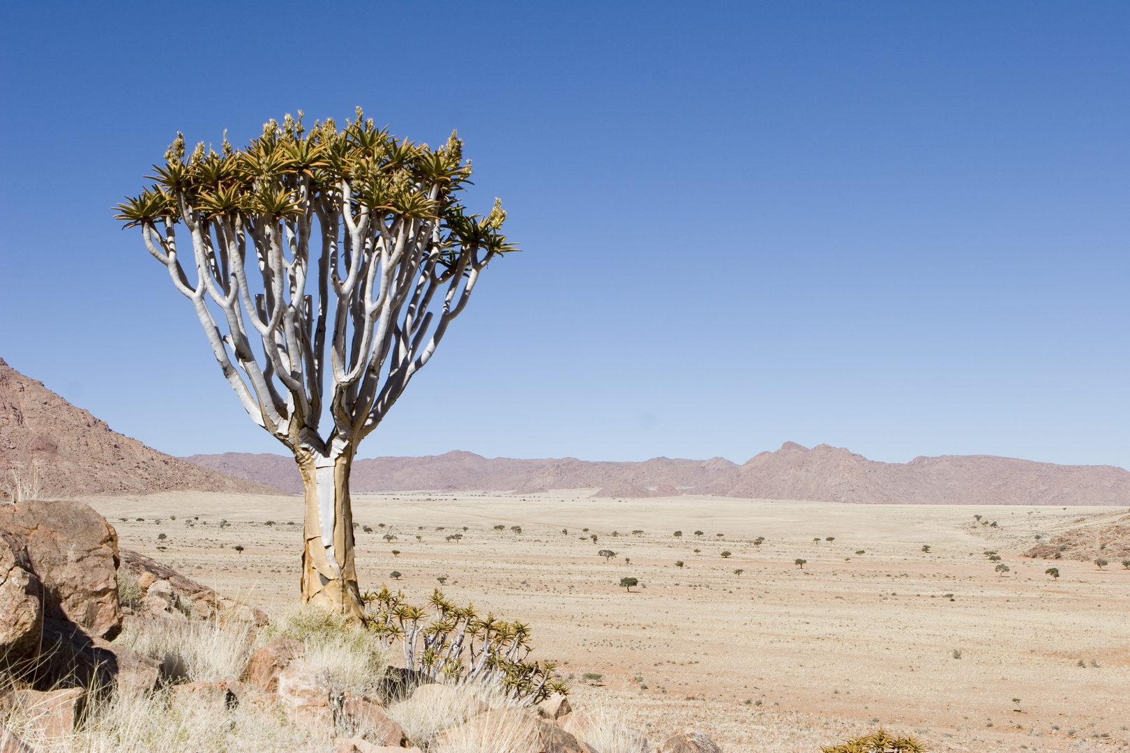 Köcherbaum an der Namib