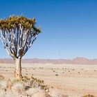 Köcherbaum an der Namib