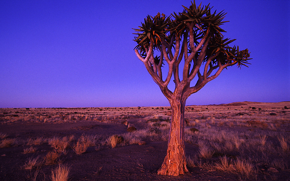 Köcherbaum bei der Blutkuppe, Namib-Wüste