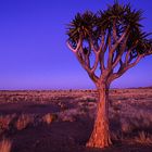 Köcherbaum bei der Blutkuppe, Namib-Wüste