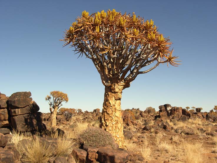 Köcherbaum bei Keetmanshoop