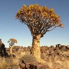 Köcherbaum bei Keetmanshoop