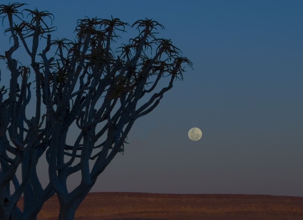 Köcherbaum bei Vollmond