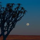 Köcherbaum bei Vollmond