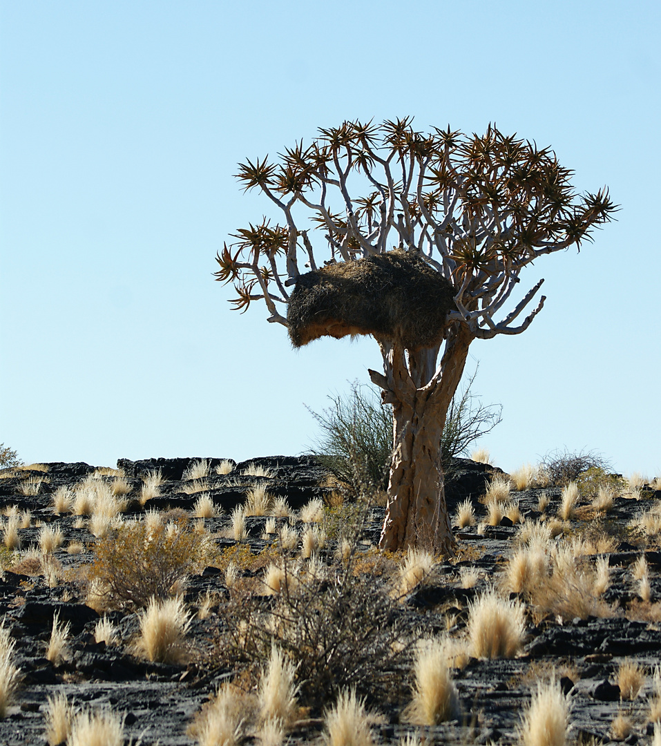 Köcherbaum im Fish River Canyon mit Webernest