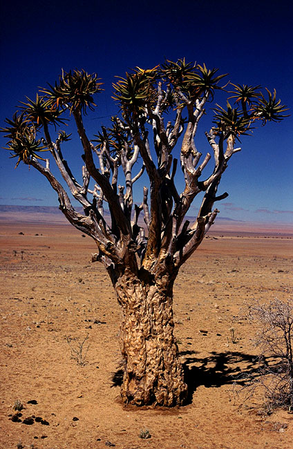 Köcherbaum im Namaland