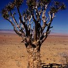 Köcherbaum im Namaland