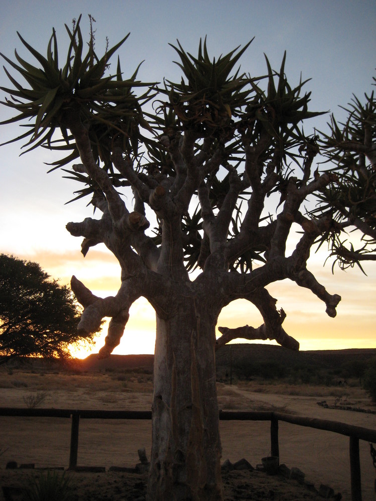 Köcherbaum im Sonnenuntergang