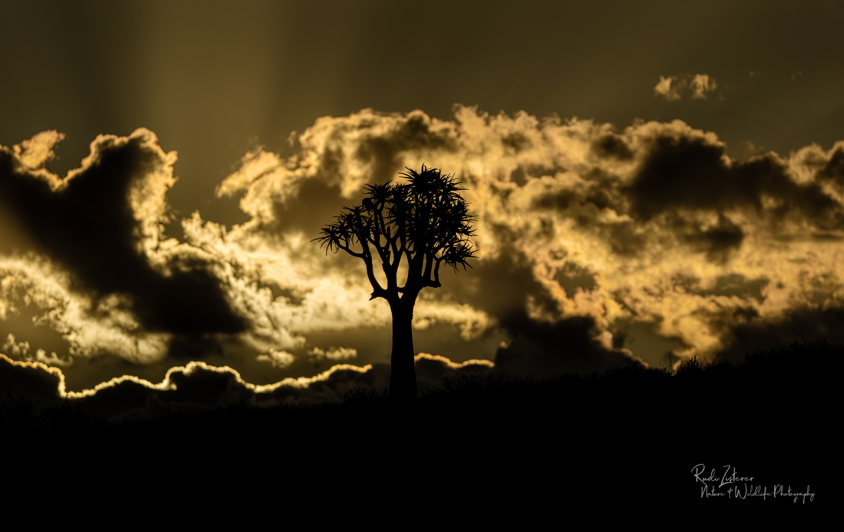 Köcherbaum im Sonnenuntergang bei aufkommendem Gewitter