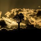 Köcherbaum im Sonnenuntergang bei aufkommendem Gewitter