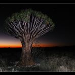 Köcherbaum im Sonnenuntergang