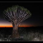 Köcherbaum im Sonnenuntergang