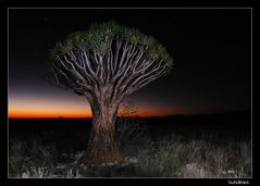 Köcherbaum im Sonnenuntergang