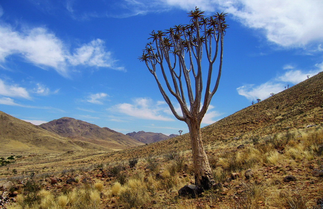 Köcherbaum im südlichen Teil des Namib Nautkluft Nationalparks - Namibia