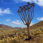 Köcherbaum im südlichen Teil des Namib Nautkluft Nationalparks - Namibia
